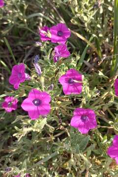 Image of Petunia inflata R. E. Fries