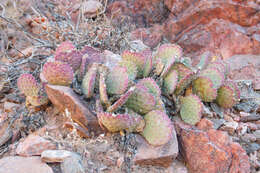 Image of beavertail pricklypear