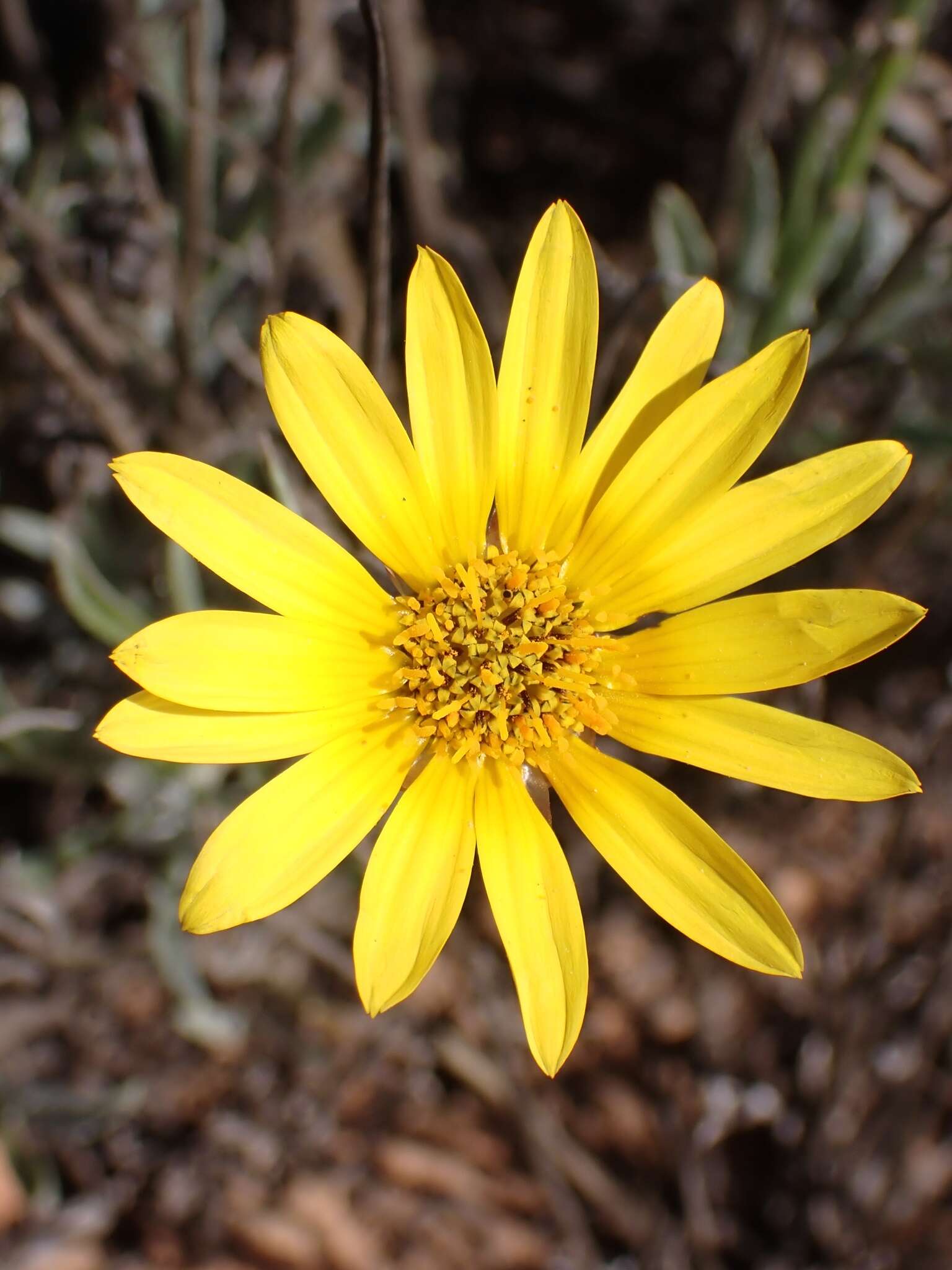 Image of Arctotis lanceolata Harv.