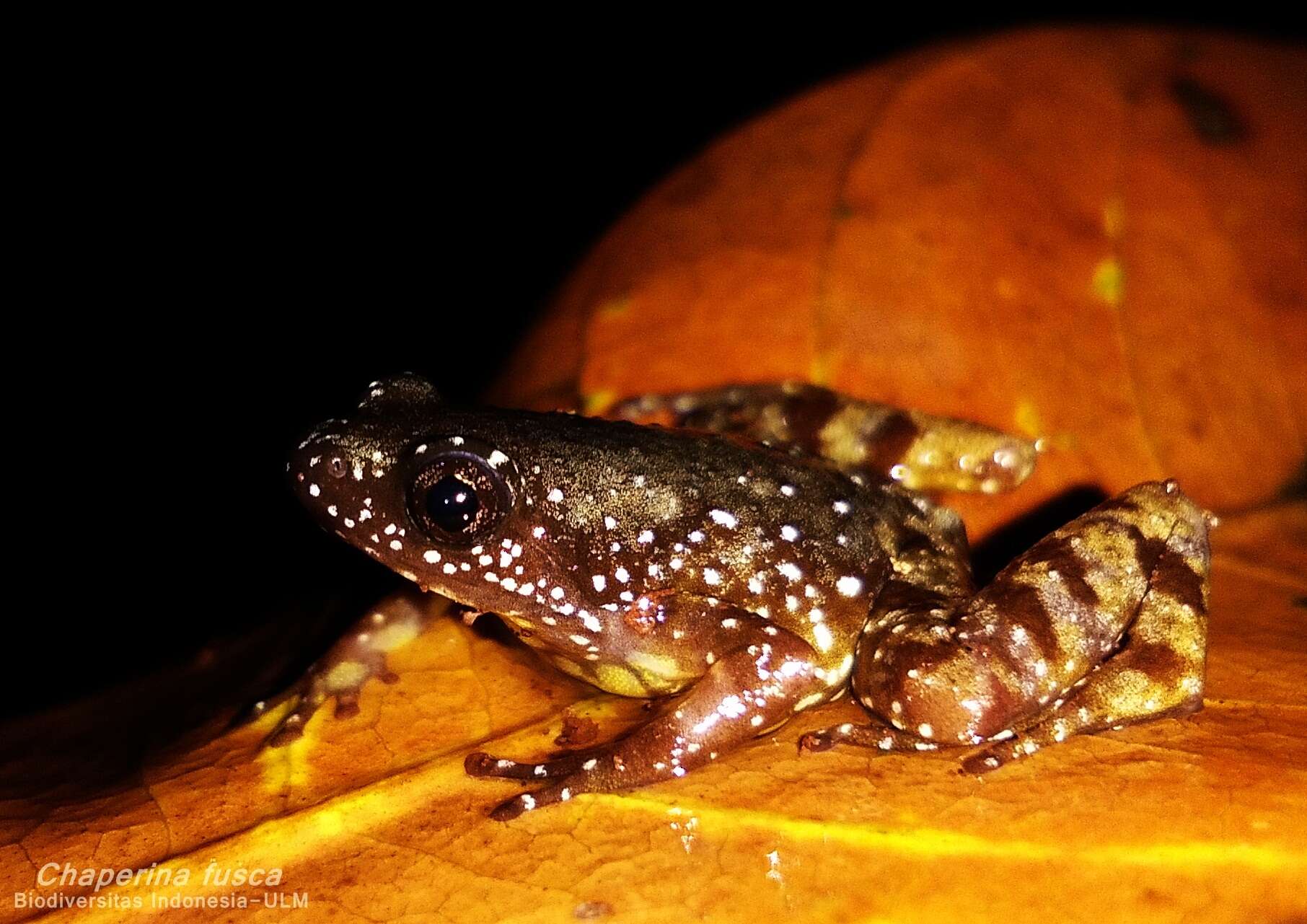 صورة Chaperininae Peloso, Frost, Richards, Rodrigues, Donnellan, Matsui, Raxworthy, Biju & Lemmon et al. 2016