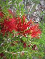 Image of Melaleuca cyrtodonta Turcz.