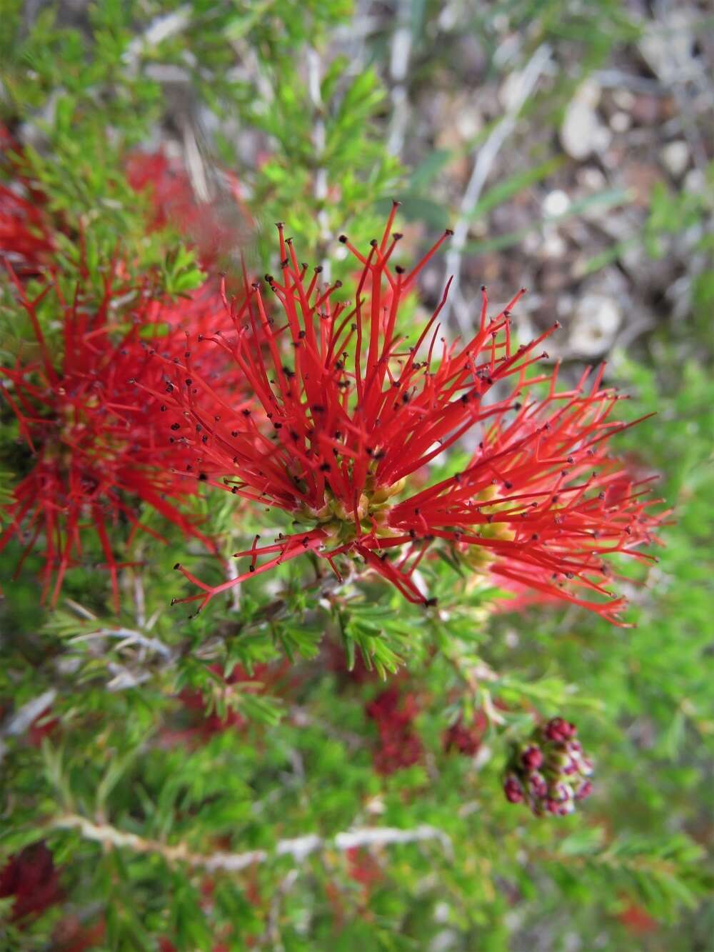 Image of Melaleuca cyrtodonta Turcz.