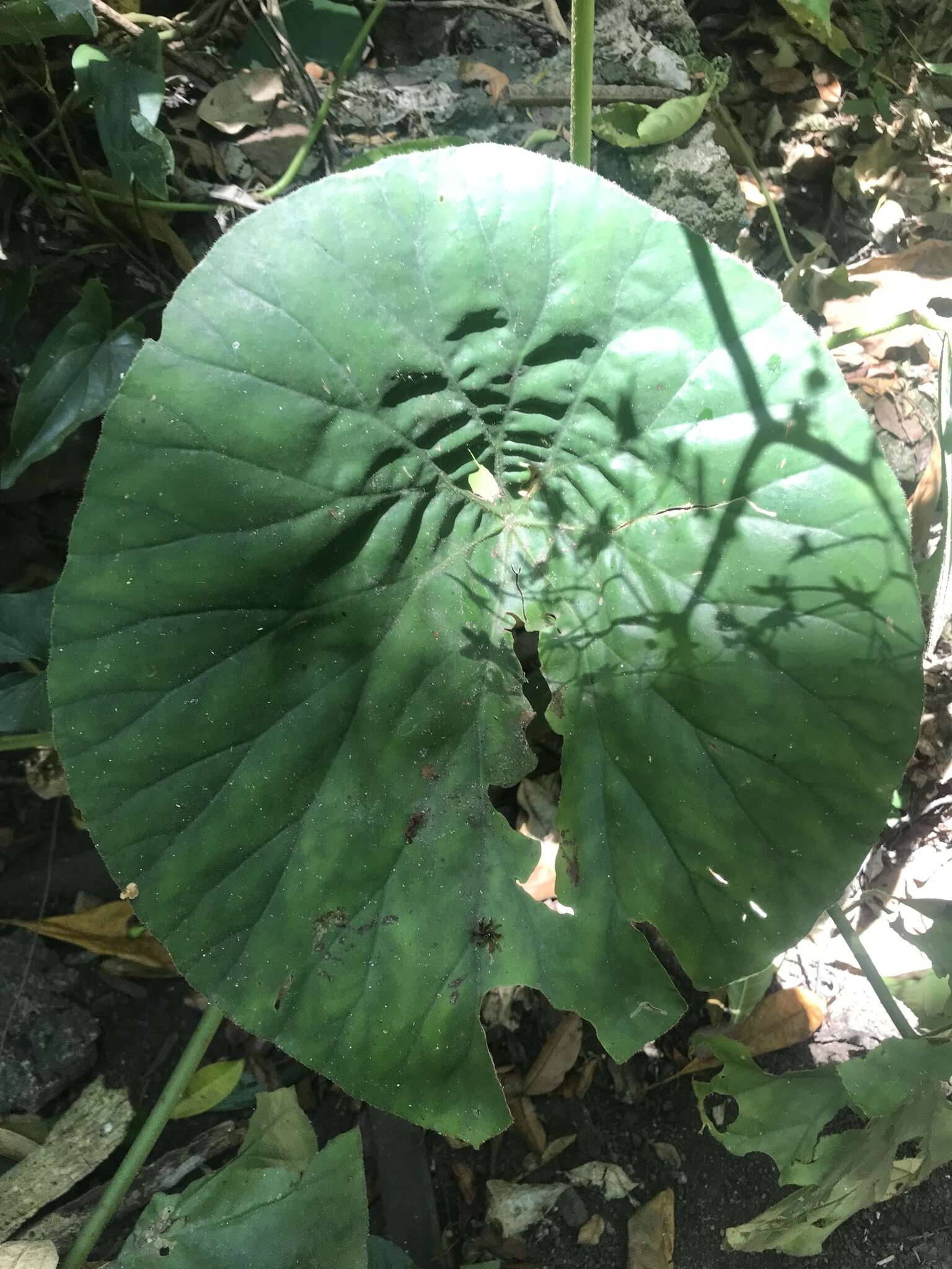 Image de Begonia nelumbiifolia Schltdl. & Cham.