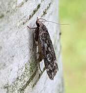 Image of Poplar leafroller