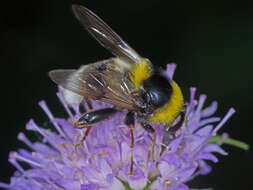 Image of Sericomyia bombiformis (Fallen 1810)