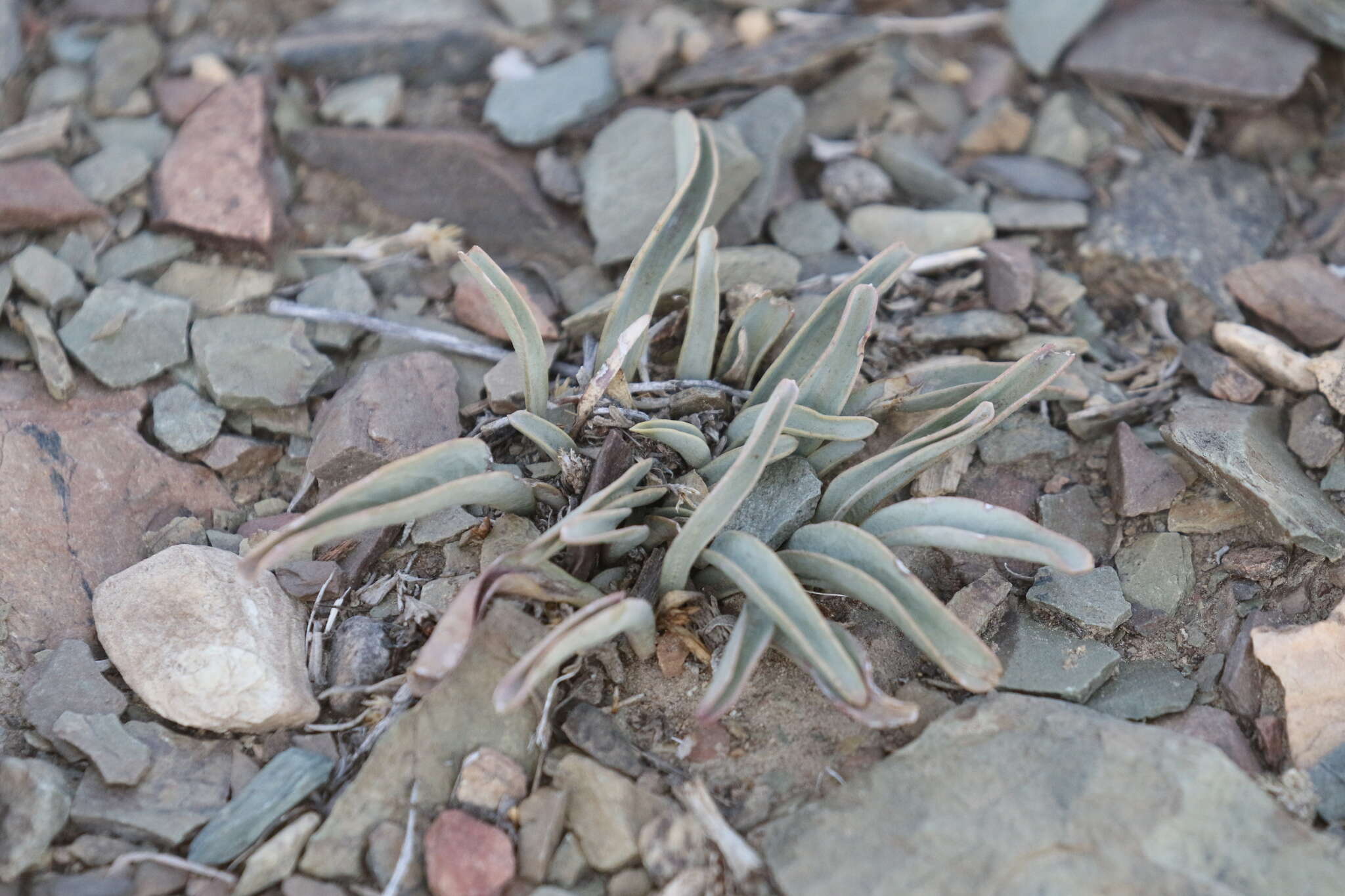 Image of Lone Pine beardtongue