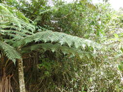 صورة Cyathea tryonorum (Riba) Lellinger