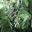 Image of Senegalia brevispica subsp. dregeana (Benth.) Kyal. & Boatwr.
