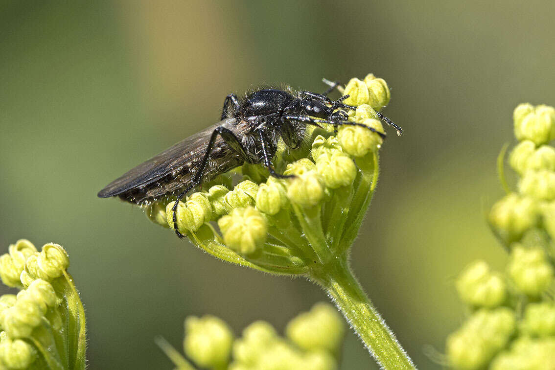 Image of Bibio elmoi Papp 1982