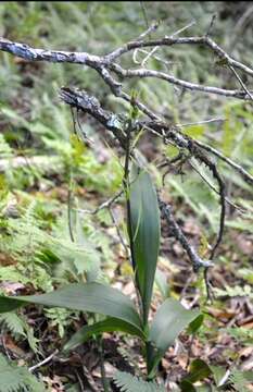 Слика од Prosthechea varicosa (Bateman ex Lindl.) W. E. Higgins