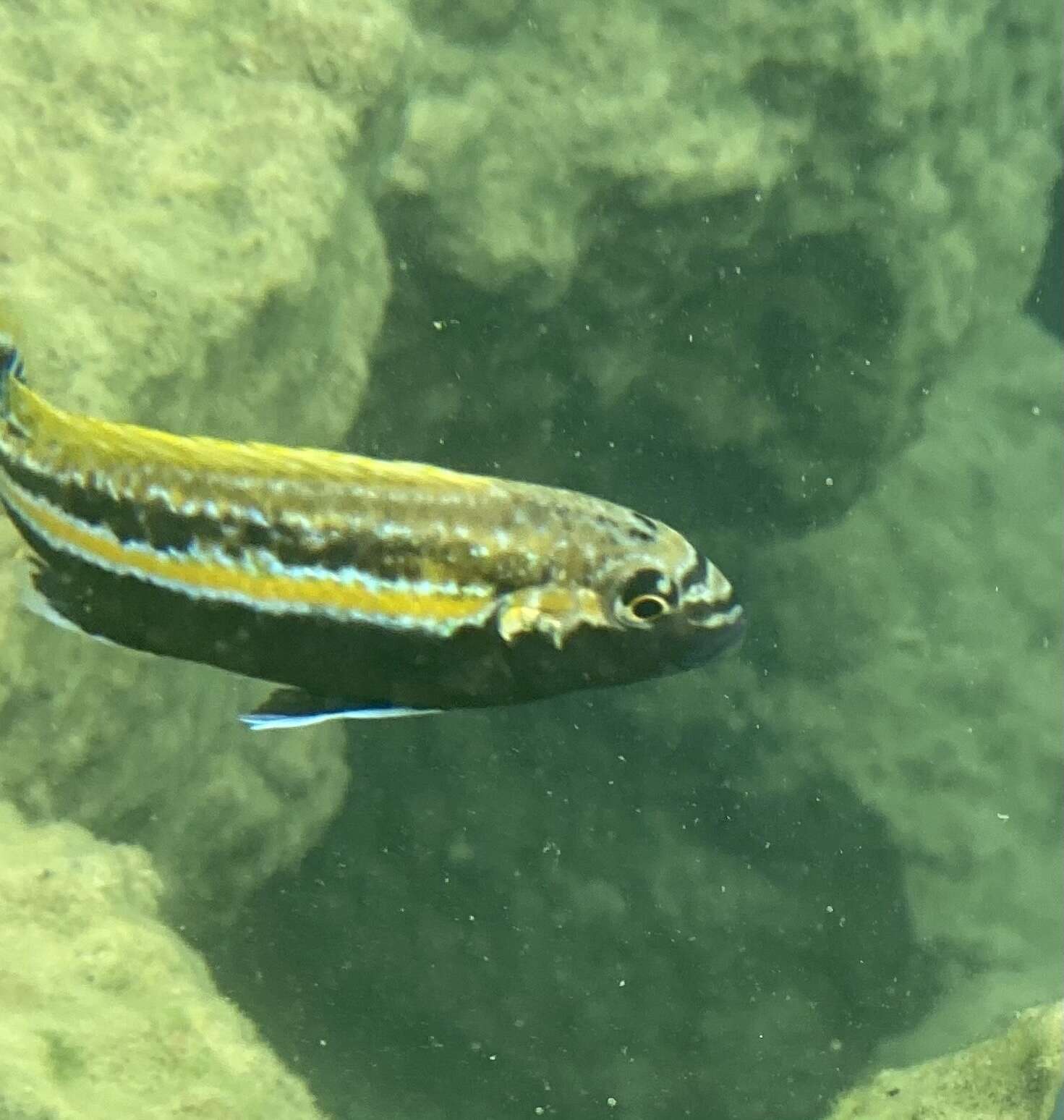 Image of Golden Mbuna