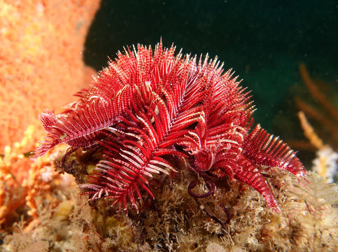 Image of <i>Ptilometra australis</i> (Wilton 1843)