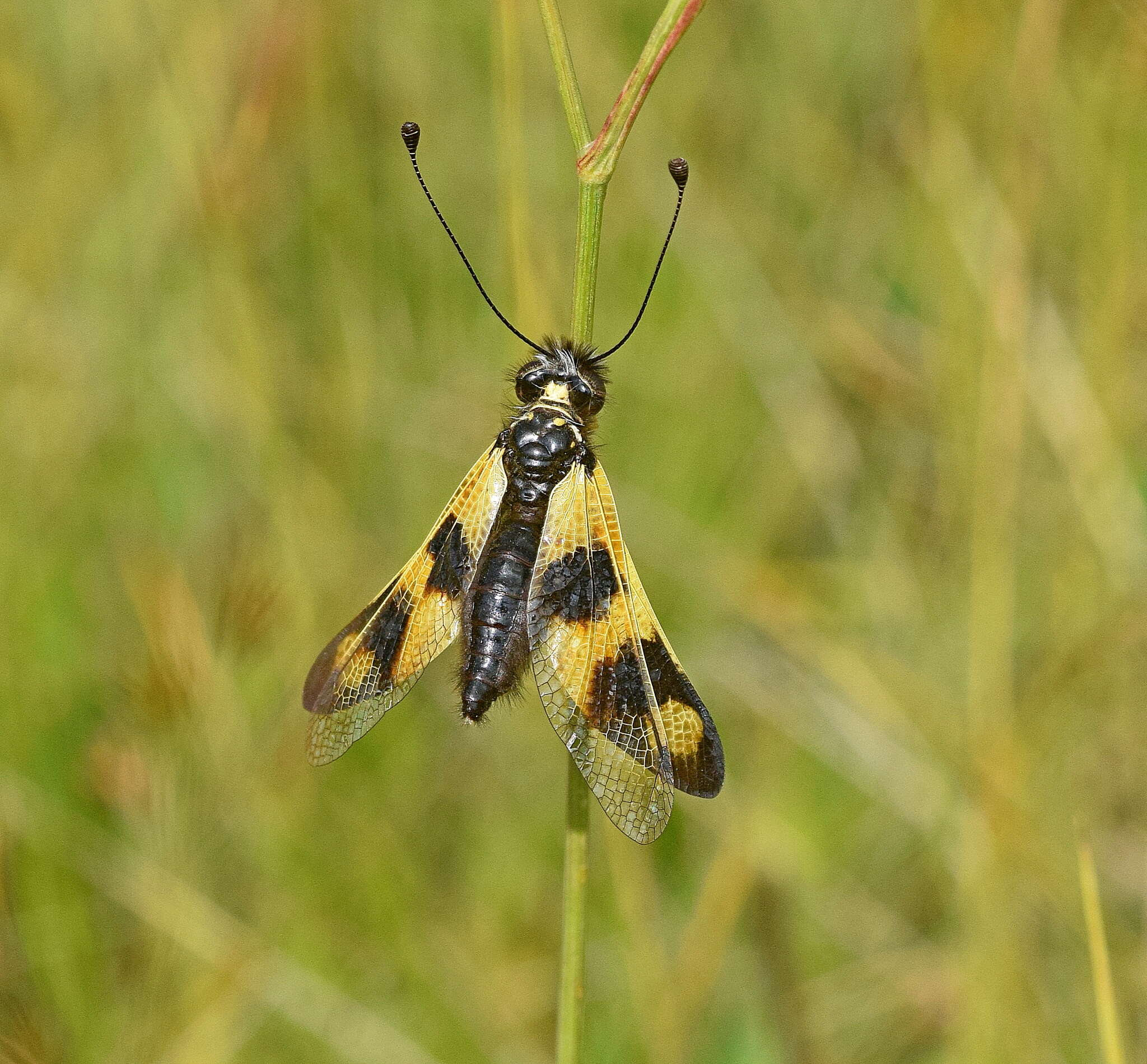 Image of An Owlfly