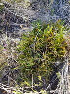 Image de Protea denticulata Rourke