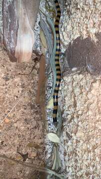 Image of Desert Banded Snake