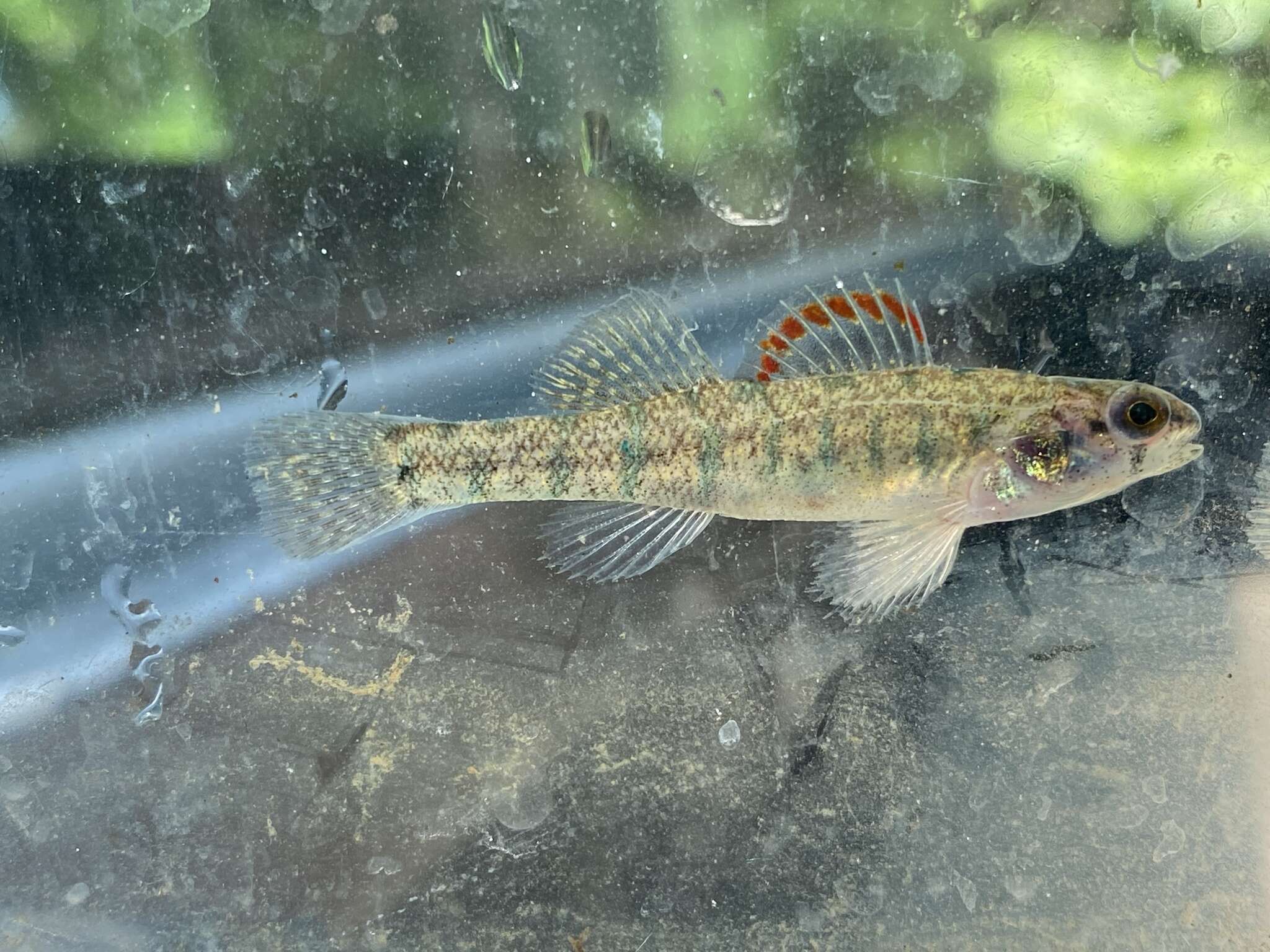 صورة Etheostoma gracile (Girard 1859)