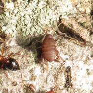 Image of Nebraska Ant Cricket
