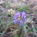 Image of Brazos milkvetch