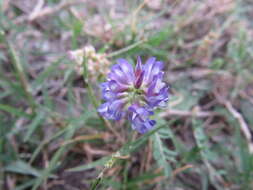 Imagem de Astragalus brazoensis Buckl.