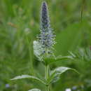 Слика од Veronica sajanensis Printz