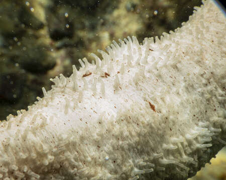 Image of Holothuria (Thymiosycia) conusalba Cherbonnier & Féral 1984