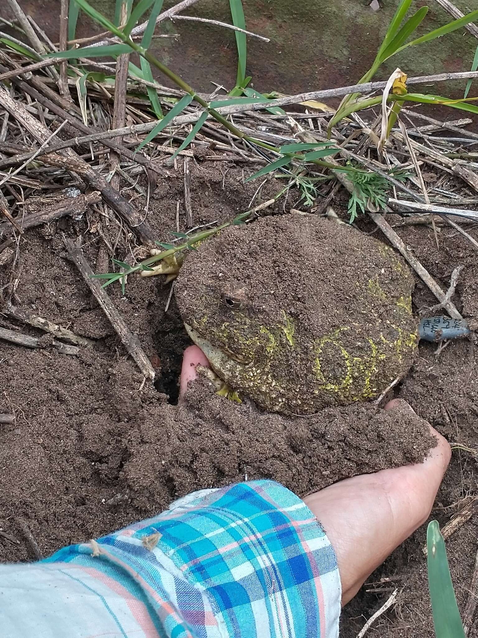 Image of Argentina Horned Frog