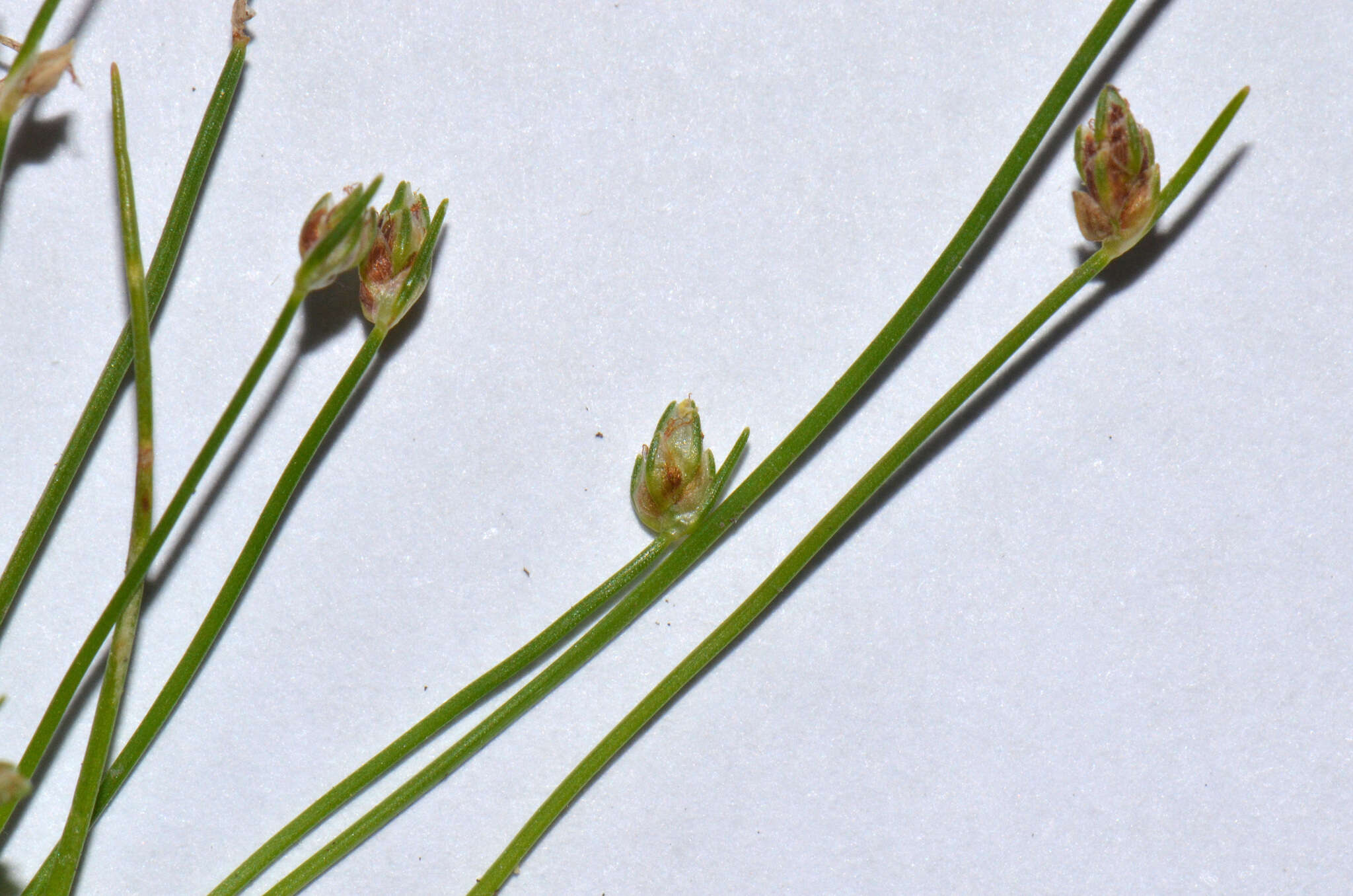 Image of Isolepis cernua var. platycarpa (S. T. Blake) Muasya