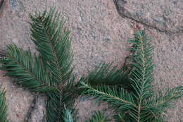 Image de Abies durangensis Martínez