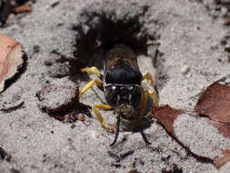 Image of Horse Guard Wasp