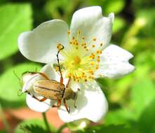 Image of Rose Chafer