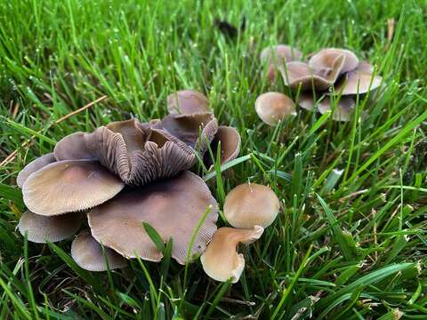 Image de Psilocybe stuntzii Guzmán & J. Ott 1977