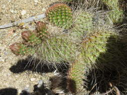 Opuntia polyacantha var. erinacea (Engelm. & J. M. Bigelow) B. D. Parfitt resmi