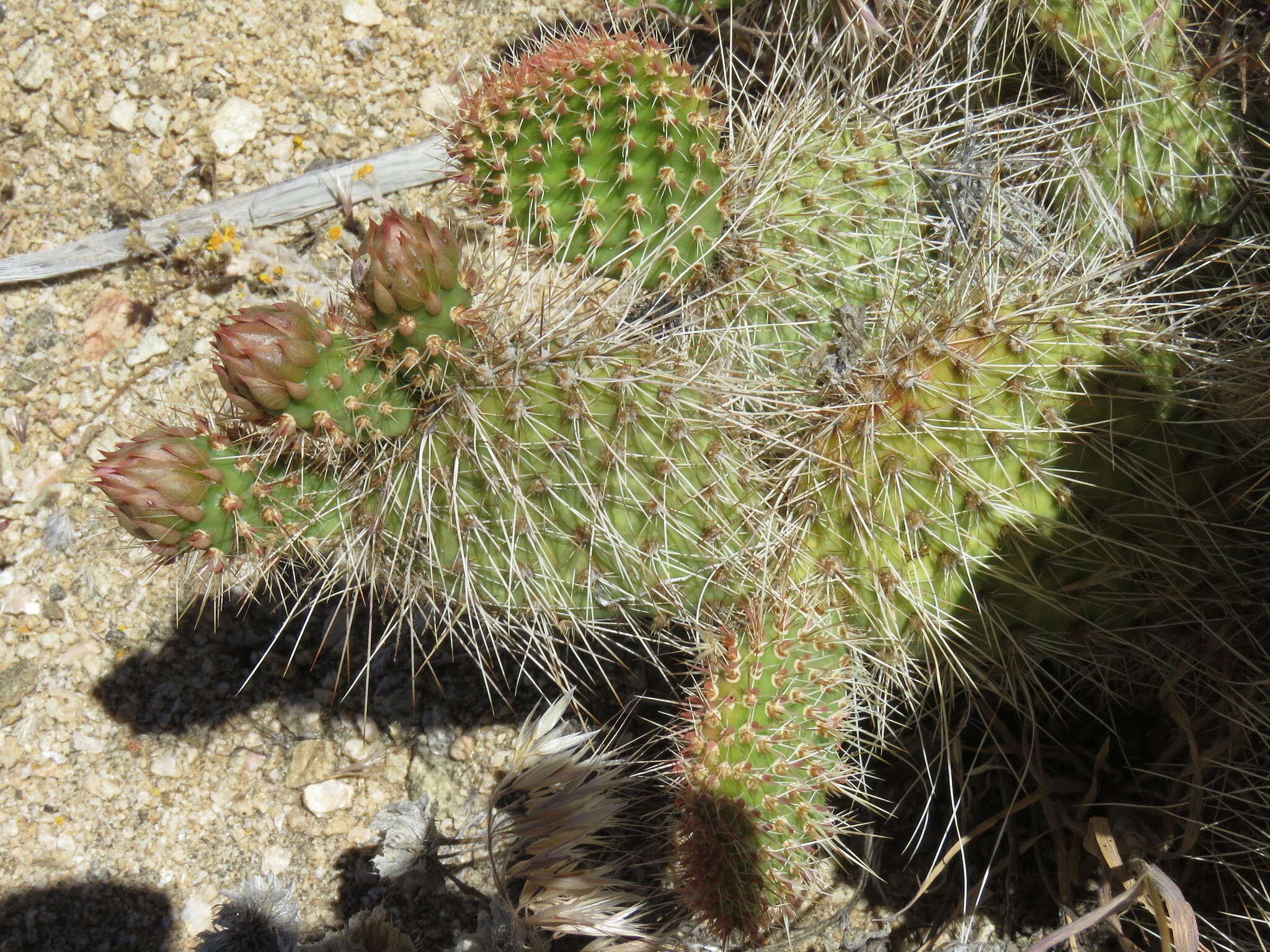 Image of grizzlybear pricklypear