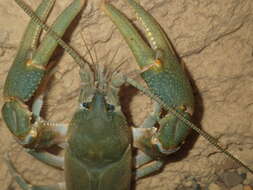 Cambarus tenebrosus Hay 1902的圖片