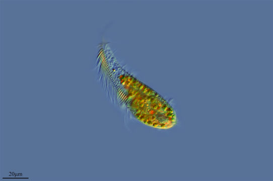 Image of <i>Stichotricha acuminata</i> Wang 1930