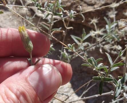 Image of veiny brickellbush