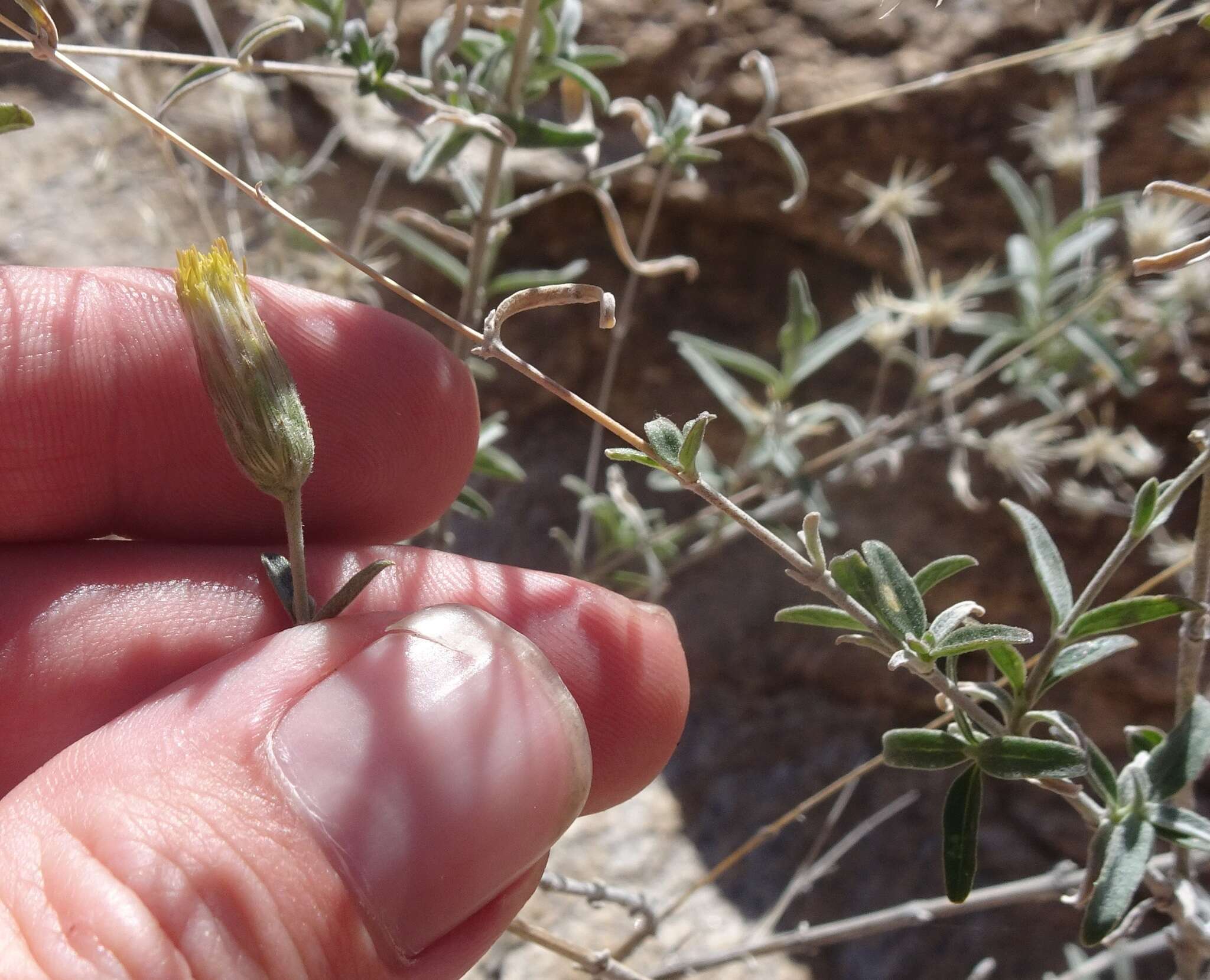 Слика од Brickellia venosa (Woot. & Standl.) B. L. Rob.