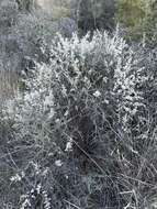 Image of Texas shrub