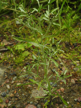Image of marsh cudweed