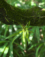 Image de Vanda falcata (Thunb.) Beer