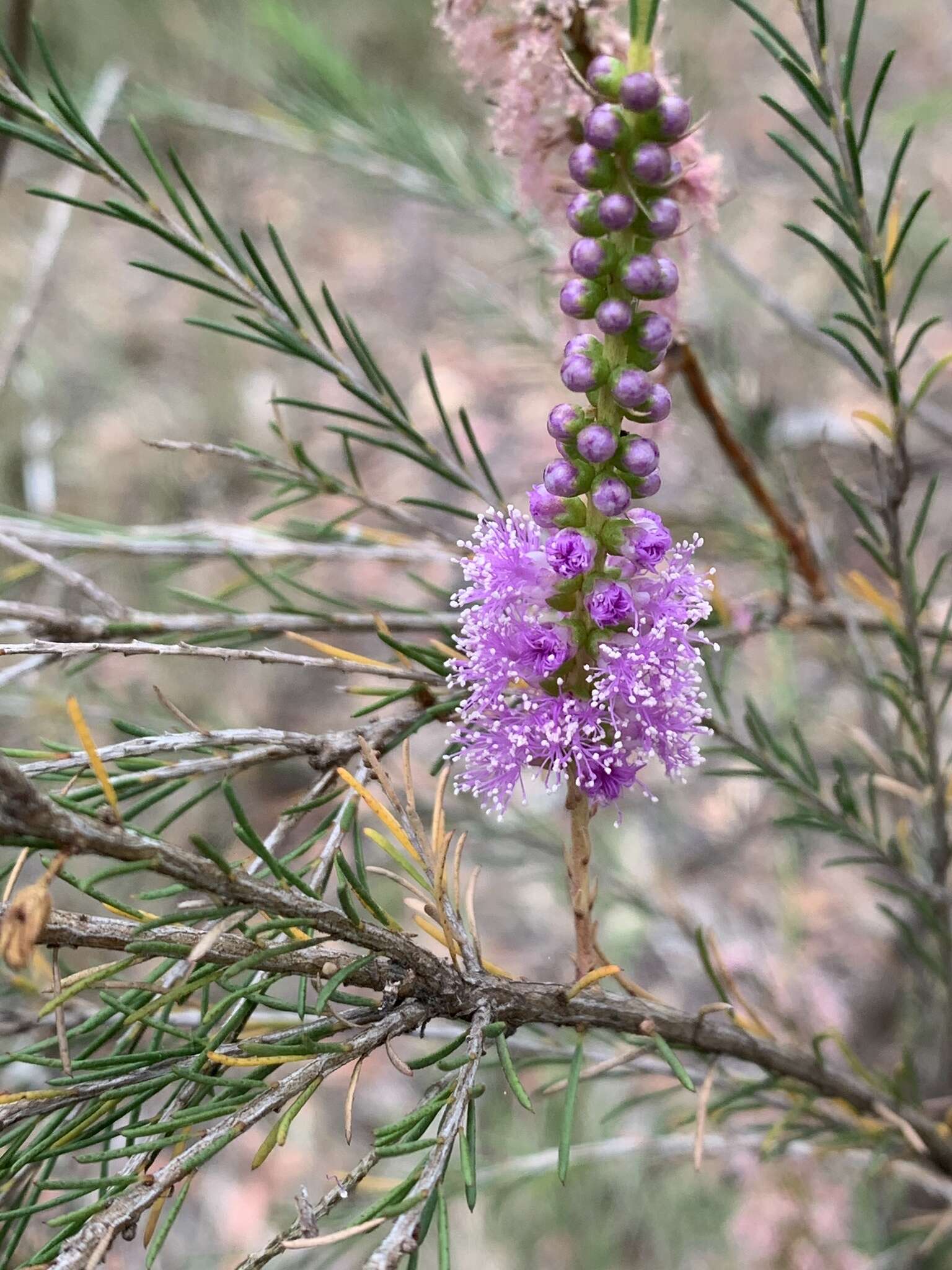 Image of Melaleuca diosmatifolia Dum.-Cours.