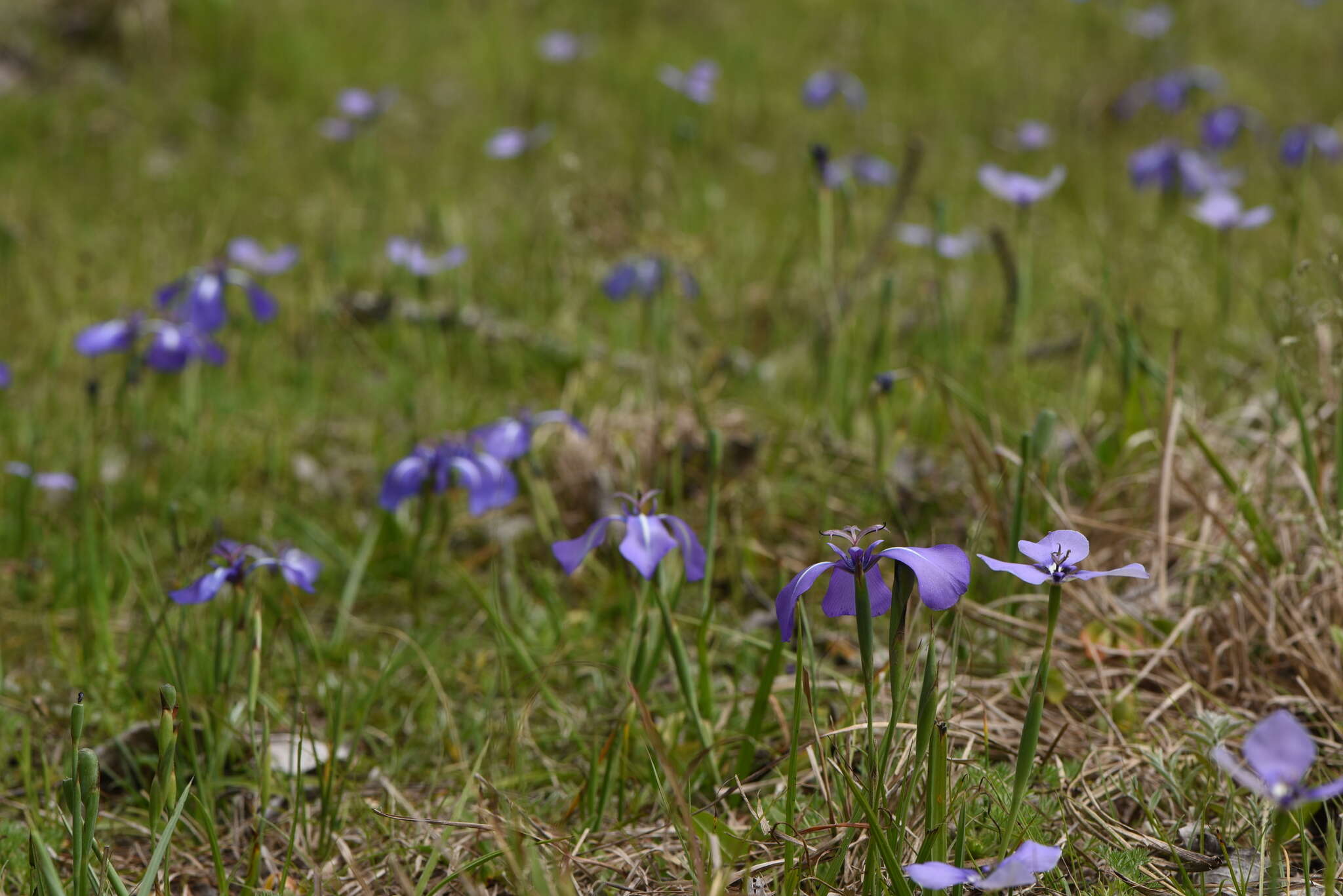 Image of Herbertia pulchella Sweet