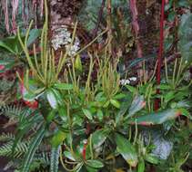 Image of Peperomia peltigera C. DC.