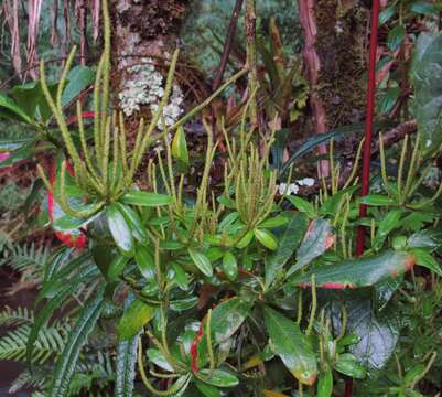 Image of Peperomia peltigera C. DC.