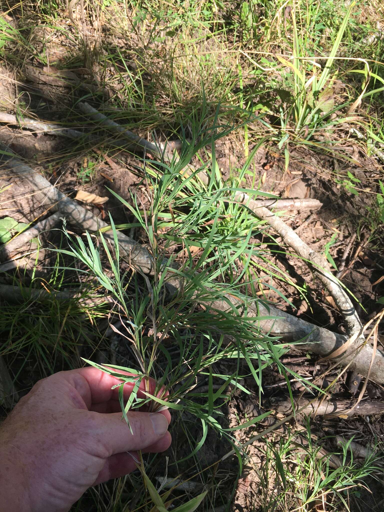 صورة Muhlenbergia glabrifloris Scribn.