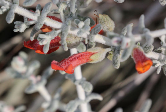 Image of <i>Pityrodia dilatata</i> (F. Muell.) Benth.