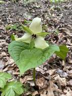 Image of Trillium erectum var. erectum