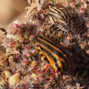 Image of Graphosoma italicum sardiniensis Lupoli 2017