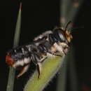 Megachile ignita Smith 1853 resmi