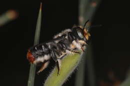 Image of Megachile ignita Smith 1853